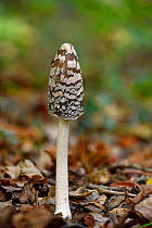 Magpie fungus (Coprinus picaceus) single fruiting body growing among Beech litter, Buckinghamshire, England, UK, October - Focus Stacked