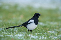 Magpie (Pica pica) standing on lawn after light snowfall, Buckinghamshire, England, UK, February