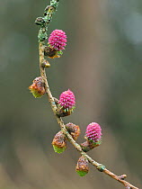 European larch (Larix decidua) male and female flowers on same twig a good example of a monoecious tree, Hertfordshire, England, UK, April - Focus Stacked
