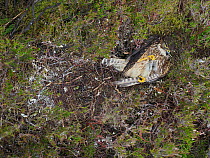 Merlin (Falco columbarius) Female dead in nest predated by Stoat, Upper Teesdale, Co Durham, England, UK, June