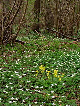 Oxlips (Primula eliator) Growing among Wood Anemones (Anemone nemorosa) good indicators of ancient woodland with young coppice and timber tree behind, Suffolk, England, UK, April