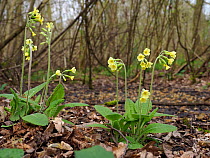 Oxlips (Primula eliator) flowering in coppice woodland, a rare and important ancient woodland indicator species, Suffolk, England, UK, April