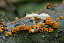 Porcelain fungus (Oudemansiella mucida) growing from fallen Beech tree, Buckinghamshire, England, UK, October