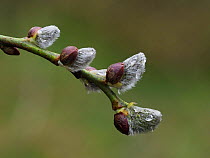 Goat wIllow (Salix caprea) Young male catkins often known as pussy willow, Hertfordshire, England, UK, April