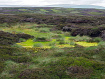 Blanket Bog on upland grouse moor, Upper Teesdale, Co Durham, England, UK, June