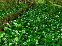 Wild garlic / Ramsons (Allium ursinum) mass flowering in coppice woodland, Suffolk, ENgland, UK, May