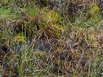 Red grouse (Lagopus lagopus scoticus) female on nest camouflaged, Upper Teesdale, Co Durham, England, UK, June