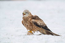 Red Kite (Milvus milvus) calling with food on ground after snowfall, Buckinghamshire, England, UK, March