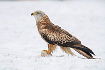 Red Kite (Milvus milvus) with food on ground after snowfall, Buckinghamshire, England, UK, March