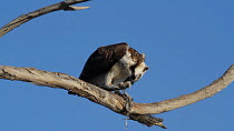 Osprey (Pandion haliaetus) feeding on a fish, perched on a dead branch, Bolsa Chica Ecological Reserve, California, USA, October.