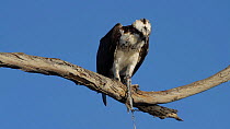 Osprey (Pandion haliaetus) feeding on a fish, perched on a dead branch, Bolsa Chica Ecological Reserve, California, USA, October.