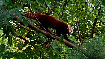 Red panda (Ailurus fulgens) walking along a tree branch. Captive, native to the eastern Himalayas and southwestern China.
