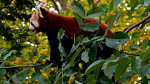 Red panda (Ailurus fulgens) walking along a tree branch. Captive, native to the eastern Himalayas and southwestern China.