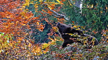 Brown bear (Ursus arctos arctos) sitting in forest in autumn, Bavarian Forest National Park, Germany, October. Captive.