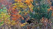 Brown bear (Ursus arctos arctos) sitting in forest in autumn, Bavarian Forest National Park, Germany, October. Captive.