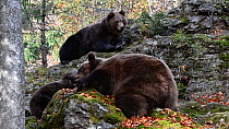 Female Brown bear (Ursus arctos arctos) resting on a rock in a forest in autumn, with two cubs, Bavarian Forest National Park, Germany, October. Captive.