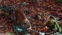 Juvenile Lynx (Lynx lynx) playing with dead rabbit prey in autumn forest, Bavarian Forest National Park, Germany, October. Captive.