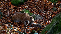 Juvenile Lynx (Lynx lynx) feeding on a dead rabbit in autumn forest, Bavarian Forest National Park, Germany, October. Captive.