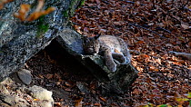 Juvenile Lynx (Lynx lynx) resting on rock near den, before running off, Bavarian Forest National Park, Germany, October. Captive.
