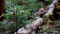 Pine marten (Martes martes) running along a fallen tree trunk in a forest with fruit in its mouth, Bavarian Forest National Park, Germany, October. Captive.