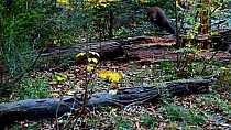 Pine marten (Martes martes) hunting near a  rotten tree trunk in a forest, Bavarian Forest National Park, Germany, October. Captive.