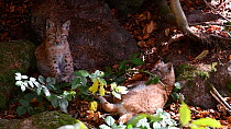Two juvenile Lynx (Lynx lynx) playing with a dead rabbit in a forest in autumn, Bavarian Forest National Park, Germany, October. Captive.