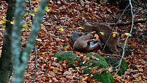 Two Lynx (Lynx lynx) kittens play fighting in a forest in autumn, Bavarian Forest National Park, Germany, October. Captive.