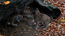 Two Lynx (Lynx lynx) kittens play fighting in front of den entrance, Bavarian Forest National Park, Germany, October. Captive.