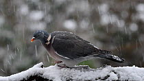 Common wood pigeon (Columba palumbus) feeding during a heavy snow shower, Belgium, December.