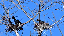 Great cormorant (Phalacrocorax carbo) bringing twig to nest in breeding colony, Belgium, March.