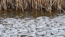 Tilt shot of a frozen lake with reeds, Belgium, February.