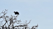 Grey heron (Ardea cinerea) perched in tree ruffling feathers, Belgium, March.