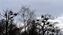 Grey heron (Ardea cinerea) landing on nest in tree at heronry, Belgium, March.