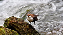 European dipper (Cinclus cinclus) perched on rock in stream and bobbing, Luxembourg, April.