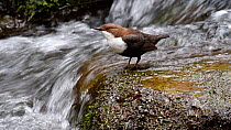 European dipper (Cinclus cinclus) perched on a rock at the base of a waterfall and bobbing, Luxembourg, April.