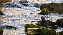 European dipper (Cinclus cinclus) perched on rock in stream and looking around, Luxembourg, April.