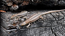 Two Common wall lizards (Podarcis muralis) basking on an old log, La Brenne, France, April.