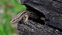Two Common wall lizards (Podarcis muralis) interacting on a burnt log, La Brenne, France, April.