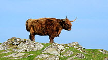 Highland cow against blue sky, Shetland Islands, Scotland, UK, May
