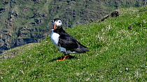 Atlantic puffin (Fratercula arctica) leaving nest burrow with feather in beak and walking away, Hermaness NNR, Unst, Shetland Islands, Scotland, UK, May.