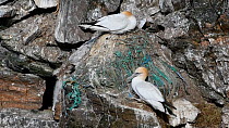 Northern gannets (Morus bassanus) sitting on nests made with plastic, Hermaness NNR, Unst, Shetland Islands, Scotland, UK, May.