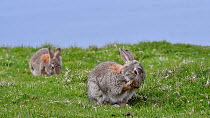 Two European rabbits (Oryctolagus cuniculus) grazing and grooming, Hermaness NNR, Unst, Shetland Islands, Scotland, UK, May.