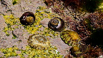 Lined top shells  (Phorcus lineatus) and Common european limpets (Patella vulgata) in a rock pool, Normandy, France, June.