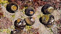 Lined top shells (Phorcus lineatus) in a rock pool, Normandy, France, June
