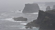 Sea stacks and cliffs at Eshaness, Northmavine, Shetland Islands, Scotland, UK, May.