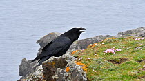 Common raven (Corvus corax) calling from top of sea cliff, Eshaness, Northmavine, Shetland Islands, Scotland, UK, May.