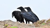 Three juvenile Common ravens (Corvus corax) perched above a sea cliff, Eshaness, Northmavine, Shetland Islands, Scotland, UK, May.