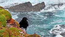Territorial Common raven (Corvus corax) on cliff top, tearing out vegetation, Eshaness, Northmavine, Shetland Islands, Scotland, UK, May.
