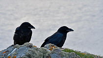 Two juvenile Common ravens (Corvus corax) perched above a sea cliff, Eshaness, Northmavine, Shetland Islands, Scotland, UK, May.