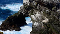 Wide-angle shot of a natural rock arch, with seabird breeding colony, Hermaness NNR, Unst, Shetland Islands, Scotland, UK, May.